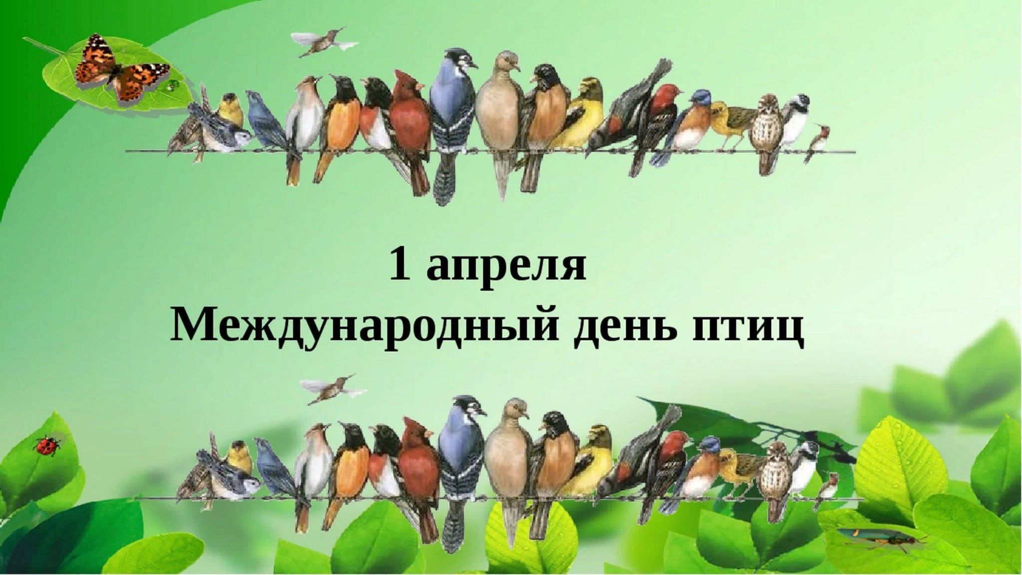 День птиц..